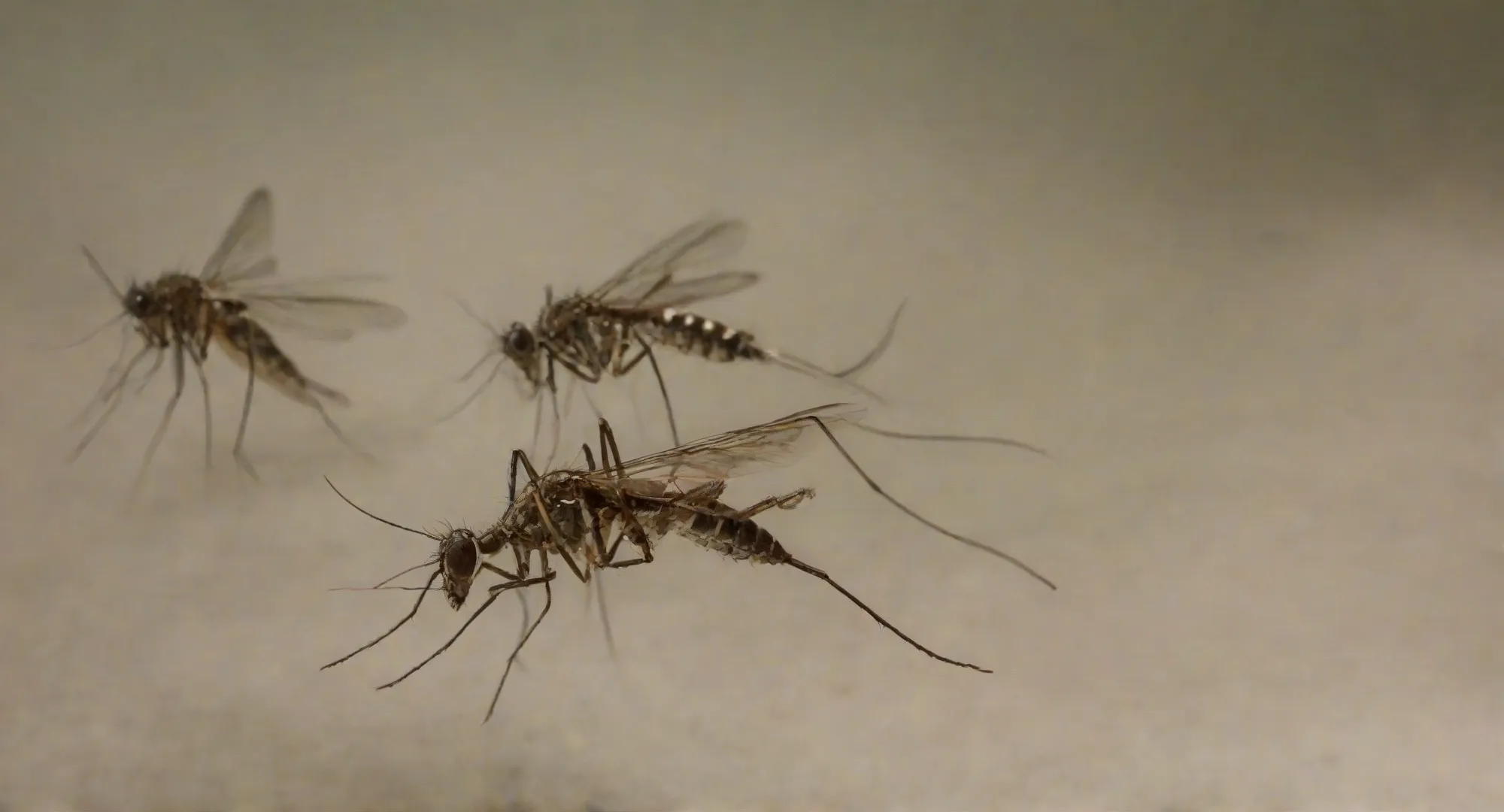 Dedetização de Mosquitos RJ - Controle de Pragas | Dedetizadora RJ